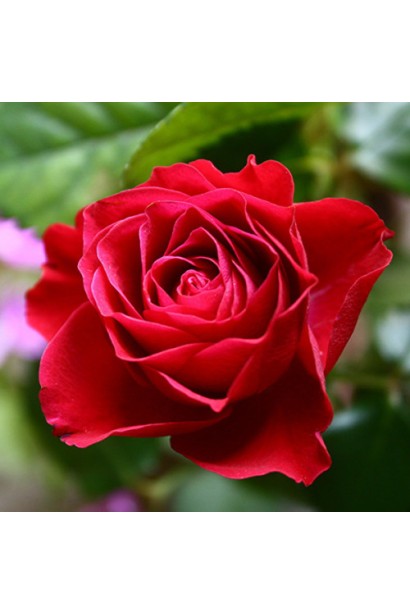 Красная роза штамбовая – украшение любого сада.